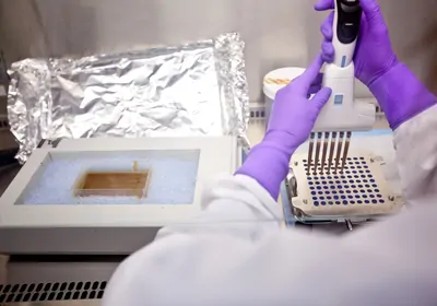 Photo taken from the perspective of a lab worker in a white coat and purple gloves preparing multiple fecal transplant capsules at a time.